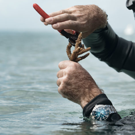 Great Barrier Reef Limited Edition